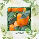 120 Semillas Orgánicas De Pimentón Naranja