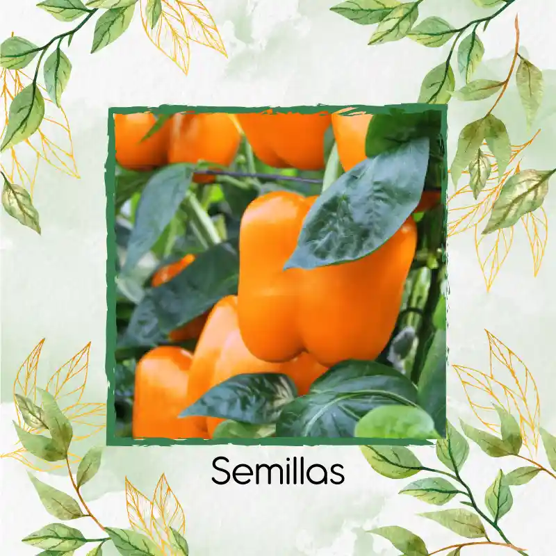 120 Semillas Orgánicas De Pimentón Naranja