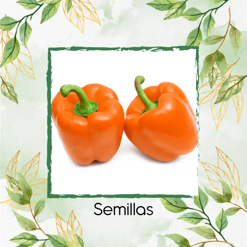 120 Semillas Orgánicas De Pimentón Naranja