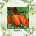 120 Semillas Orgánicas De Pimentón Naranja