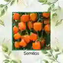 120 Semillas Orgánicas De Pimentón Naranja