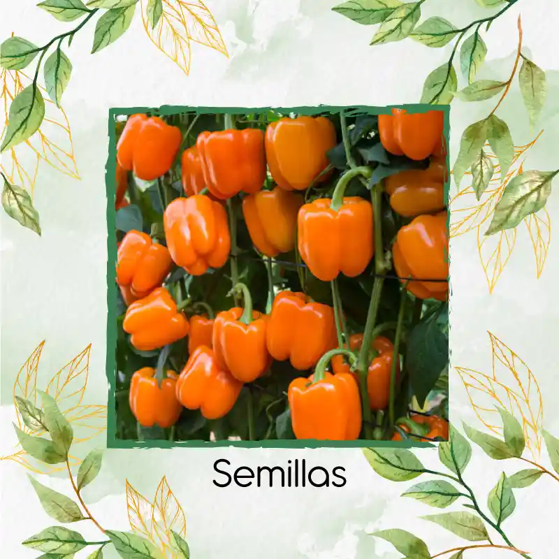 120 Semillas Orgánicas De Pimentón Naranja