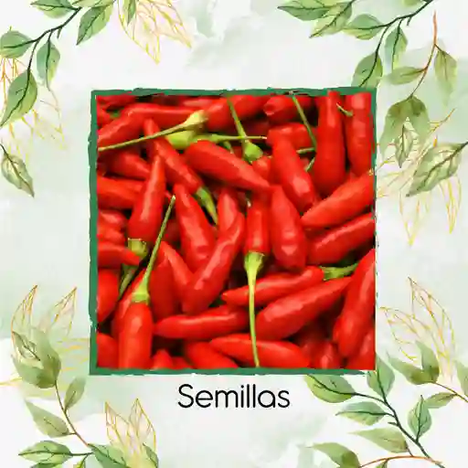 50 Semillas Orgánicas De Pimentón Peperoncino Italiano