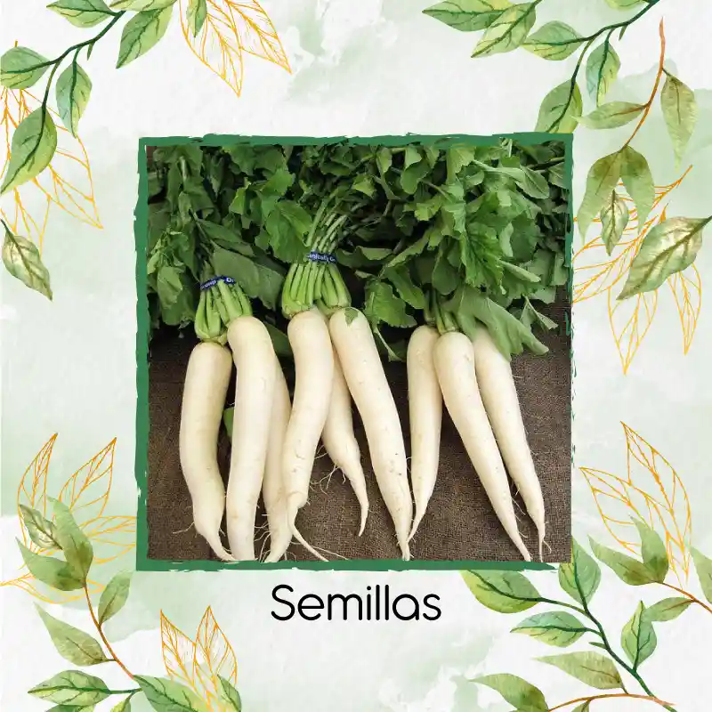 9.000 Semillas Orgánicas De Rábano Blanco Daikon