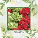 250 Semillas Orgánicas De Rábano Cherry
