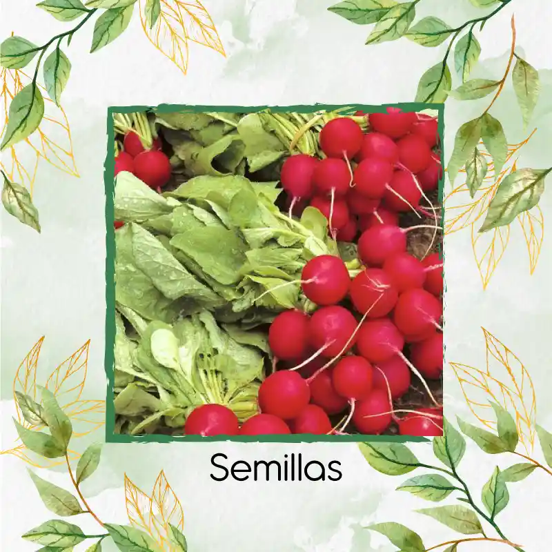 250 Semillas Orgánicas De Rábano Cherry