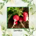 250 Semillas Orgánicas De Rábano Cherry