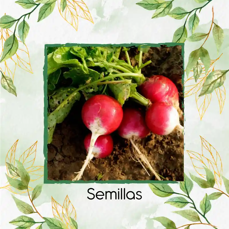 250 Semillas Orgánicas De Rábano Cherry