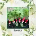 250 Semillas Orgánicas De Rábano Cherry