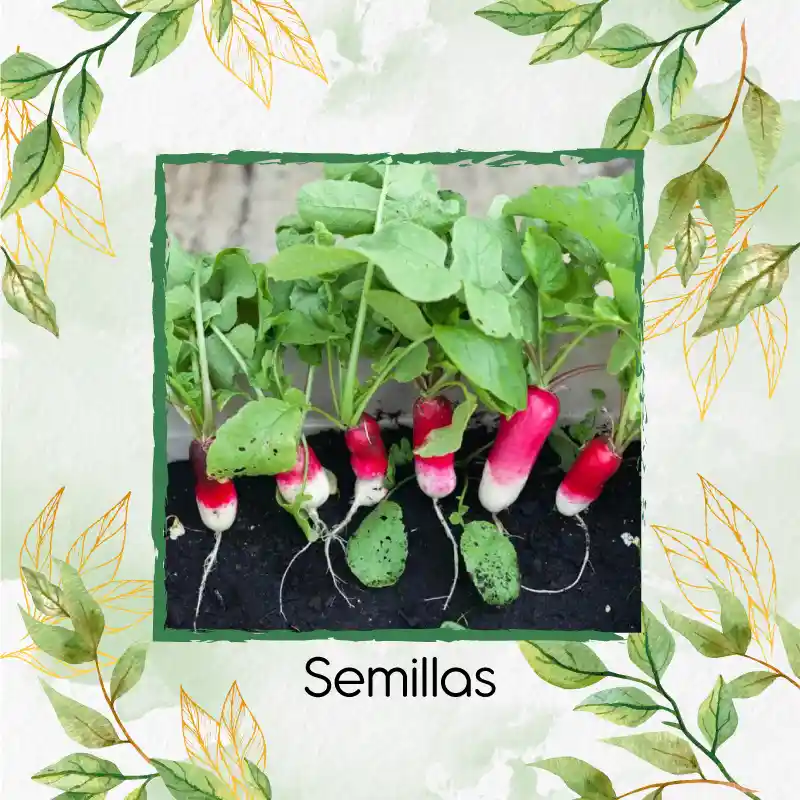 250 Semillas Orgánicas De Rábano Cherry
