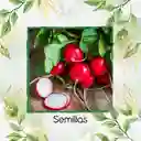 250 Semillas Orgánicas De Rábano Cherry