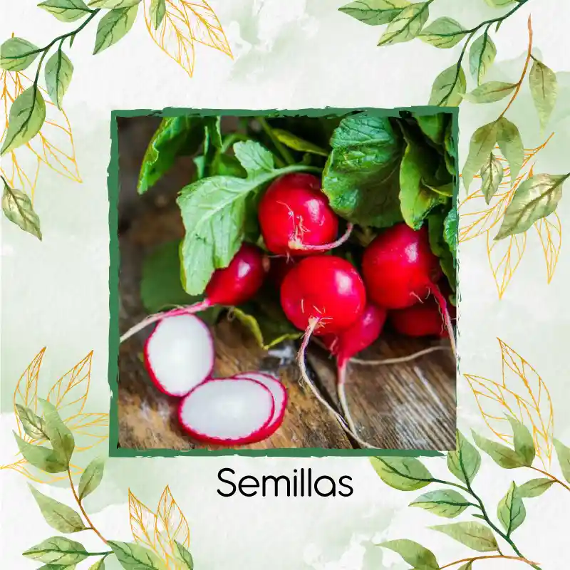 250 Semillas Orgánicas De Rábano Cherry