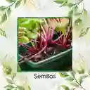 4.000 Semillas Orgánicas De Remolacha