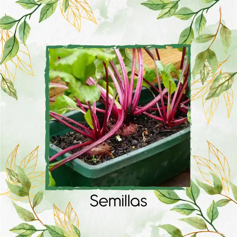 4.000 Semillas Orgánicas De Remolacha