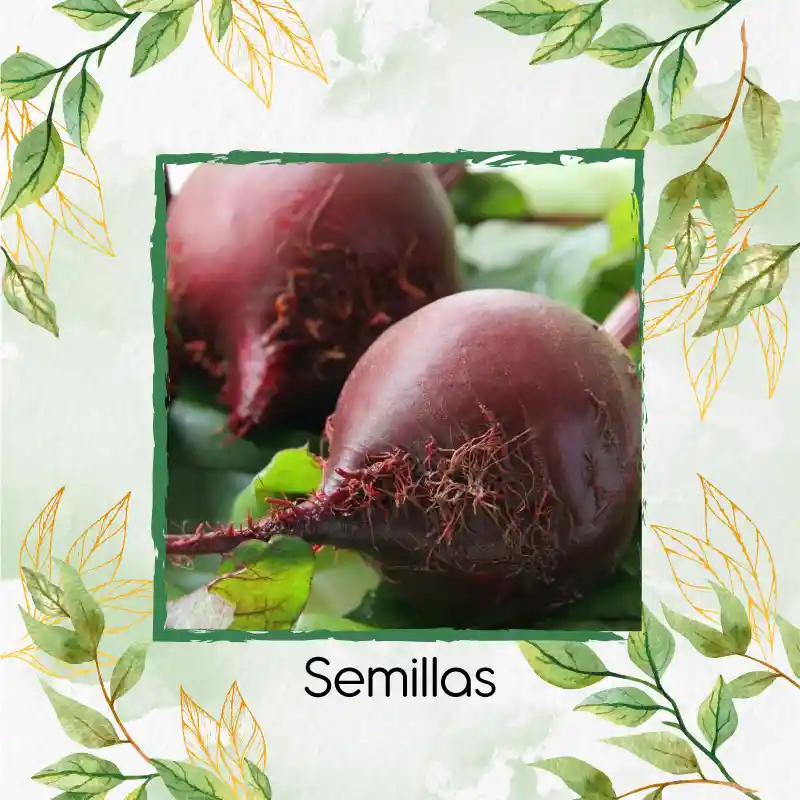4.000 Semillas Orgánicas De Remolacha