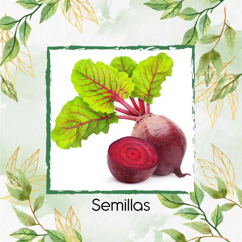 4.000 Semillas Orgánicas De Remolacha