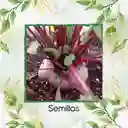 4.000 Semillas Orgánicas De Remolacha