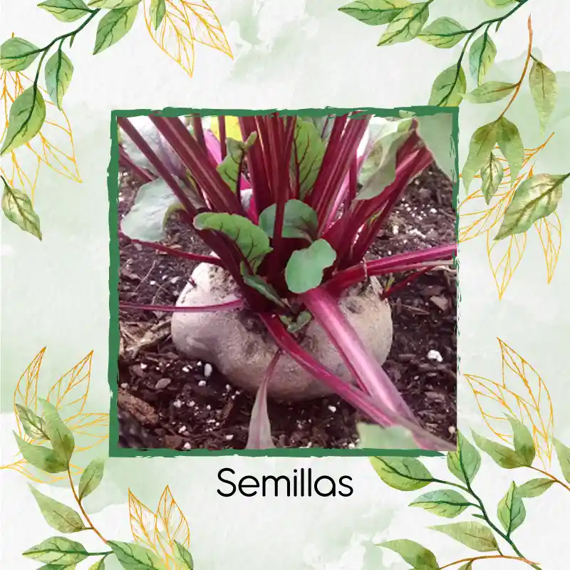 4.000 Semillas Orgánicas De Remolacha