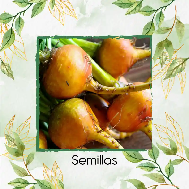 5 Semillas Orgánicas De Remolacha Amarilla