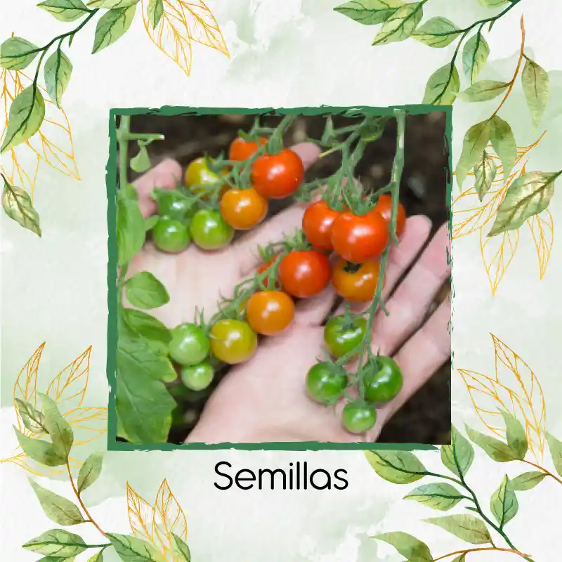 25 Semillas Orgánicas De Tomate Cherry