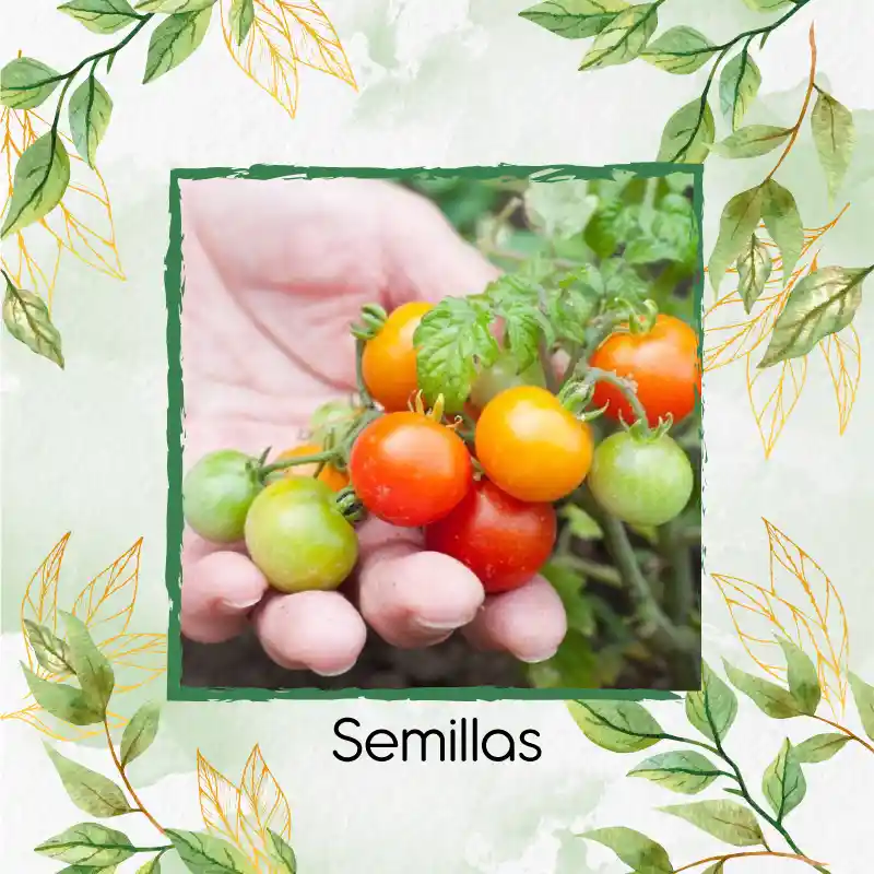 50 Semillas Orgánicas De Tomate Cherry