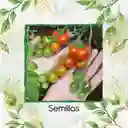 500 Semillas Orgánicas De Tomate Cherry