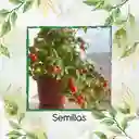 500 Semillas Orgánicas De Tomate Cherry