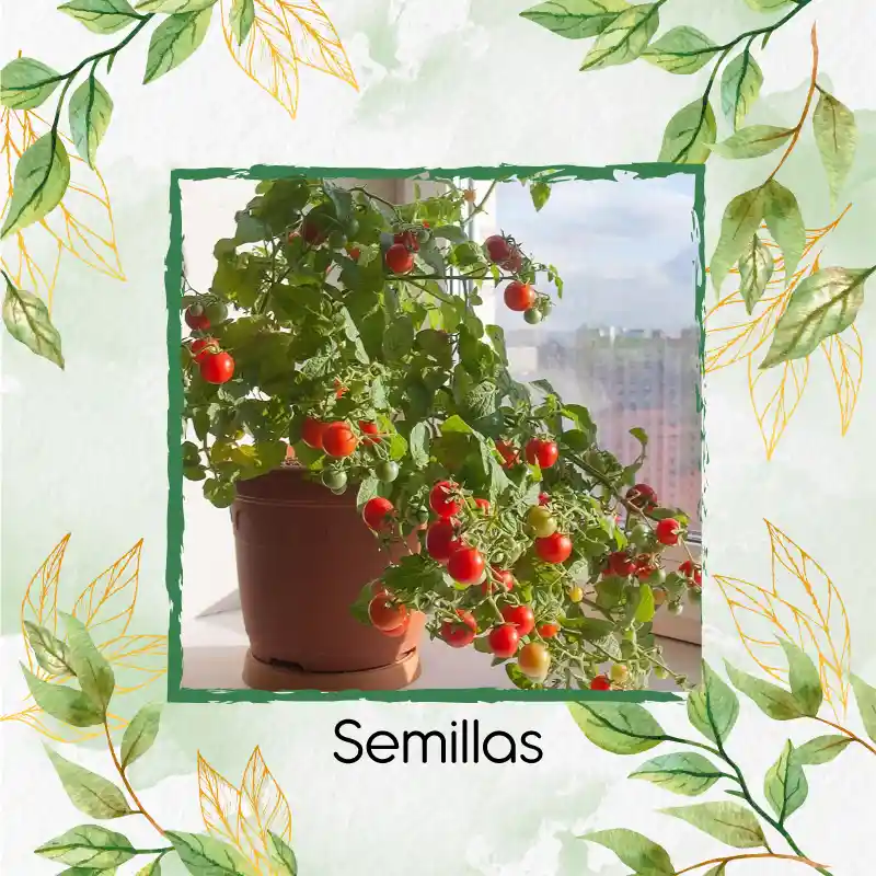 500 Semillas Orgánicas De Tomate Cherry