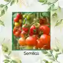 500 Semillas Orgánicas De Tomate Cherry