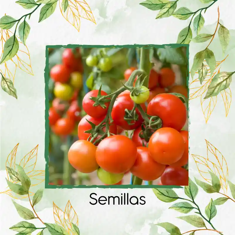 500 Semillas Orgánicas De Tomate Cherry