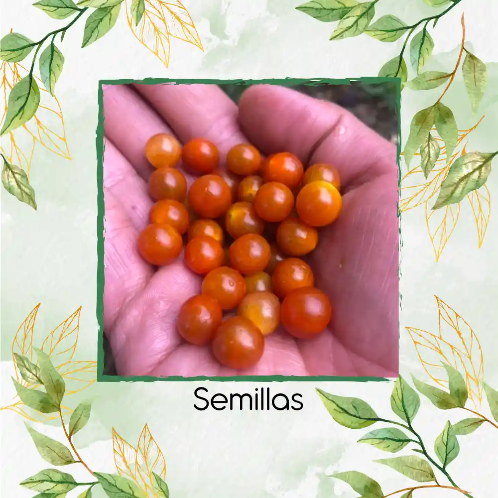 17 Semillas Orgánicas De Tomate Cherry Perla