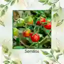 17 Semillas Orgánicas De Tomate Cherry Perla