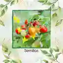17 Semillas Orgánicas De Tomate Cherry Perla