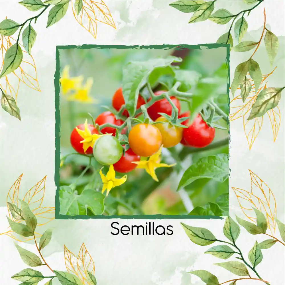 33 Semillas Orgánicas De Tomate Cherry Perla