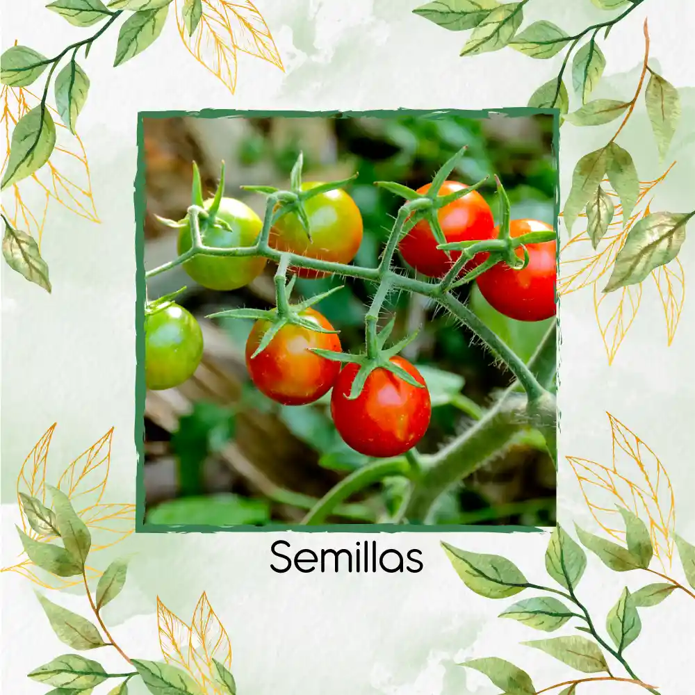 65 Semillas Orgánicas De Tomate Cherry Perla