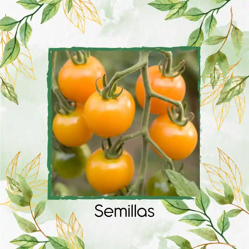 17 Semillas Orgánicas De Tomate Cherry Amarillo