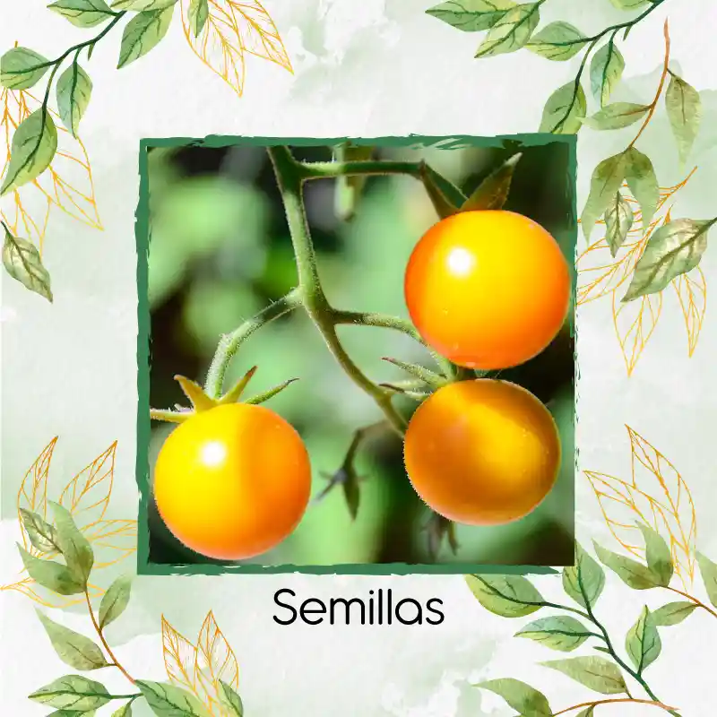 17 Semillas Orgánicas De Tomate Cherry Amarillo