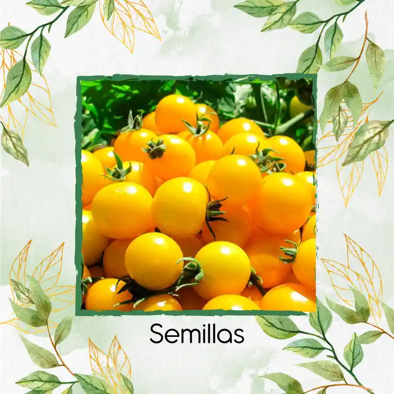 17 Semillas Orgánicas De Tomate Cherry Amarillo