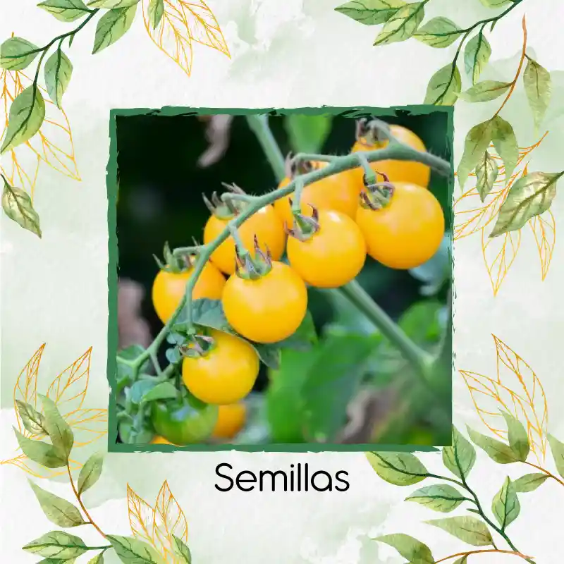 17 Semillas Orgánicas De Tomate Cherry Amarillo