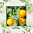 33 Semillas Orgánicas De Tomate Cherry Amarillo