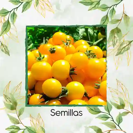 325 Semillas Orgánicas De Tomate Cherry Amarillo
