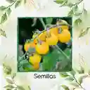 325 Semillas Orgánicas De Tomate Cherry Amarillo