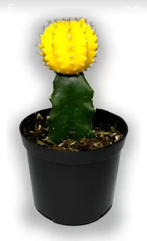 Cactus Injerto Coreano P7