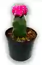 Cactus Injerto Coreano P7