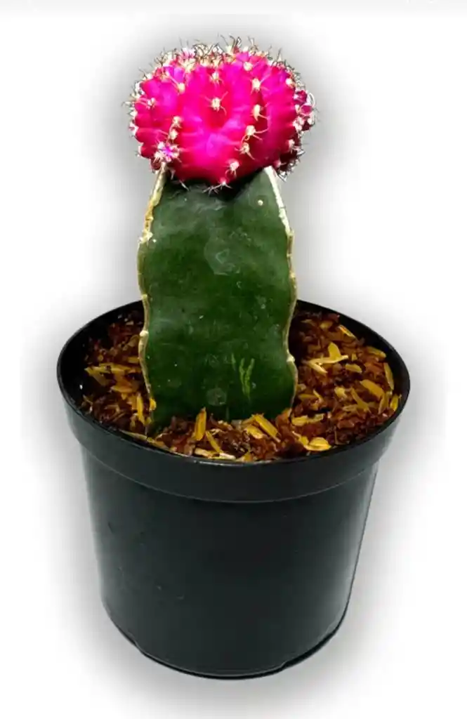 Cactus Injerto Coreano P7