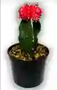 Cactus Injerto Coreano P7