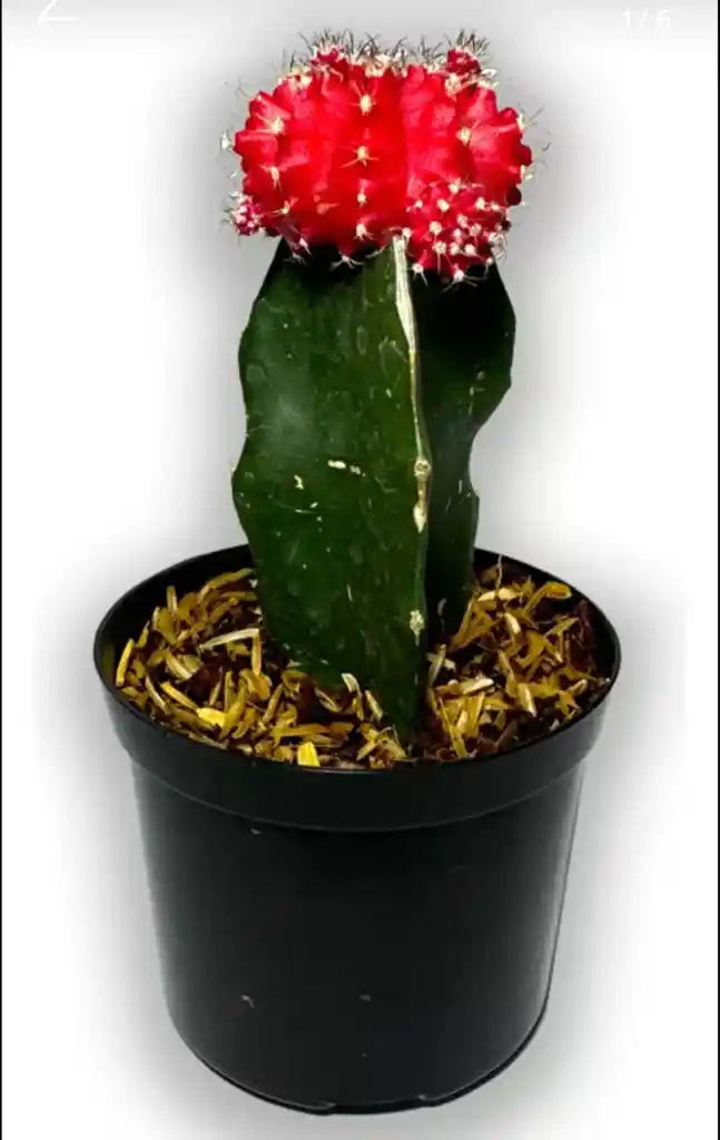 Cactus Injerto Coreano P7