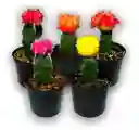 Cactus Injerto Coreano P7