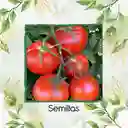 2.000 Semillas Orgánicas De Tomate Chonto