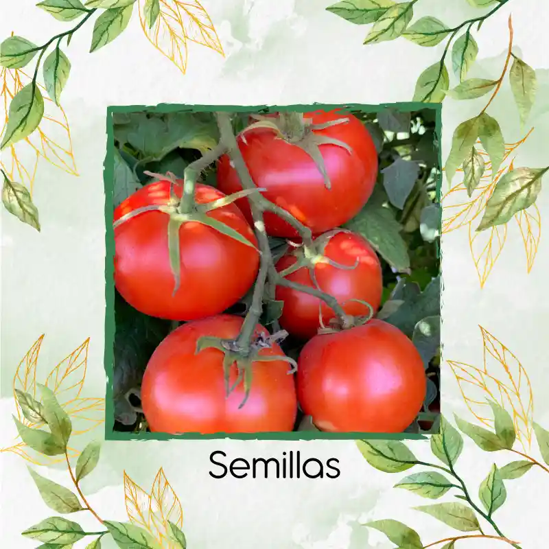 2.000 Semillas Orgánicas De Tomate Chonto